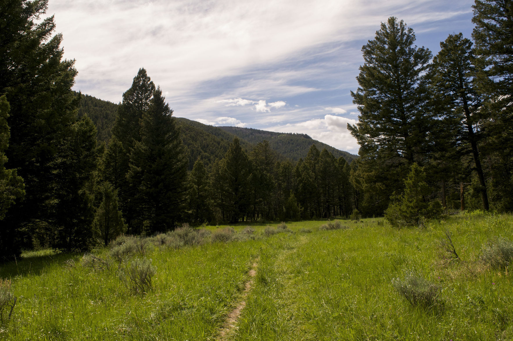 Crow Creek meadow